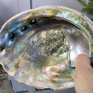 Large Red Abalone Shell Haliotis Rufescens Iridescent Pearlescent Purple Pink 8”